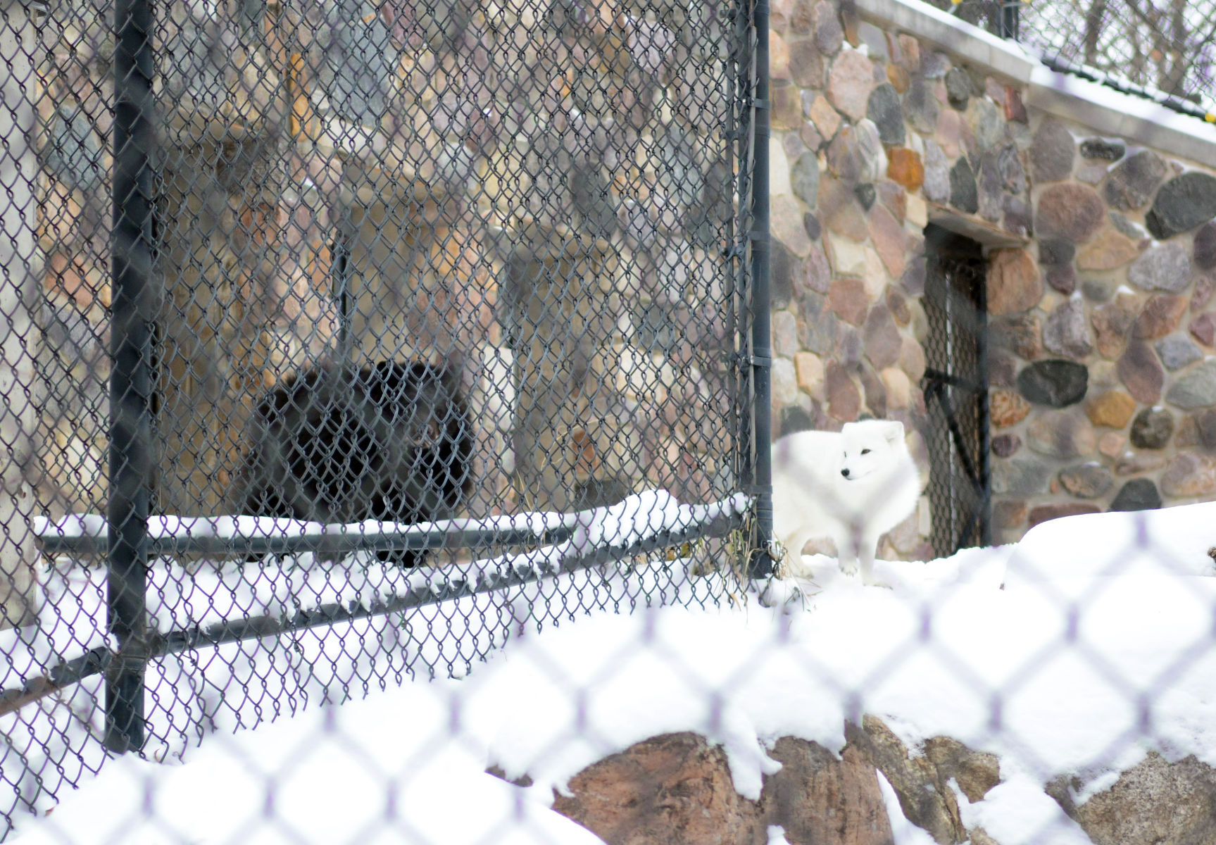 New bear at Ochsner Park Zoo